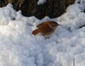 Wren searching for insects in snow Royalty Free Stock Photo