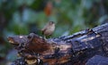 Wren searching for insects in the woods Royalty Free Stock Photo