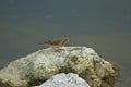 A Wren on a shoreline rock Royalty Free Stock Photo