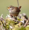 Wren singing atop a hedgerow