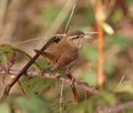 Wren singing on bramble branch