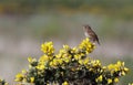 Wren singing from a gorse bush