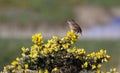 Wren singing from a gorse bush