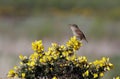 Wren singing from a gorse bush