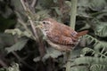 Wren singing loudly as it perches