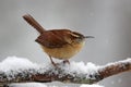 Wren in the Snow Royalty Free Stock Photo