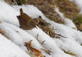 Wren in the snow