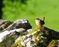 Wren on stone wall. Royalty Free Stock Photo