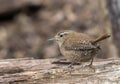 Wren Royalty Free Stock Photo