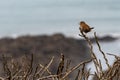 Wren, troglodytes troglodytes, singing from winter tree branches Royalty Free Stock Photo