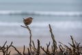 Wren, troglodytes troglodytes, singing from winter tree branches Royalty Free Stock Photo