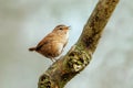 Wren - Troglodytes troglodytes in full song. Royalty Free Stock Photo