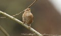 A pretty Wren Troglodytes troglodytes perched on a branch in a tree singing. Royalty Free Stock Photo