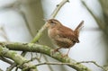 A pretty Wren Troglodytes troglodytes perched on the branch in a tree singing. Royalty Free Stock Photo