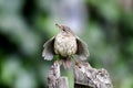 Wren, Troglodytes troglodytes Royalty Free Stock Photo