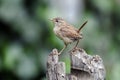 Wren, Troglodytes troglodytes Royalty Free Stock Photo