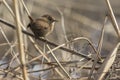 Wren Troglodytes troglodytes