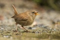 Wren, Troglodytes troglodytes, small songbird