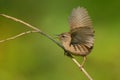 The wren Troglodytes troglodytes Royalty Free Stock Photo