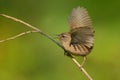 The wren Troglodytes troglodytes