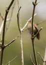 Wren Troglodytidae Royalty Free Stock Photo