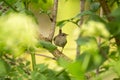 Wren Troglodytidae Royalty Free Stock Photo