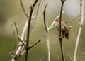 Wren Troglodytidae Royalty Free Stock Photo