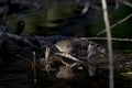 Wren, Troglodytidae, walking along river side branch looking for food on river, elgin, moray, scotland, on a sunny march af Royalty Free Stock Photo