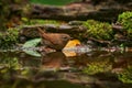 Wren in the water, hot day in summer forest. Eurasian wren, Troglodytes troglodytes, brown songbird sitting in the water, nice Royalty Free Stock Photo