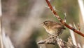 Wren on Wooden Log Royalty Free Stock Photo