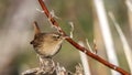 Wren on Wooden Log Royalty Free Stock Photo