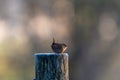 Wren on a wooden post