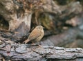 Wren on old log in English Woodland Royalty Free Stock Photo