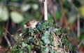 Wrens foraging for food in the woods