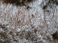 Wrens huddled in a bush in a snowstorm Royalty Free Stock Photo