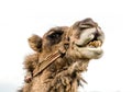 Wrestler camel Royalty Free Stock Photo