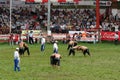 Wrestlers compet in the stadium Royalty Free Stock Photo