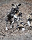 Wrestling African wild dog pups