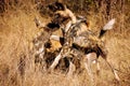 Wrestling African Wild Dogs