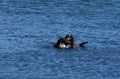 Wrestling Sea Otters Tussling in the Water