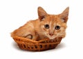 Wretched Red Cat In Basket