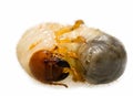 Wriggle June Bug Larva Royalty Free Stock Photo