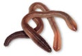 Wriggling earthworms on white background Royalty Free Stock Photo