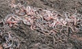 Wriggly worms in a bed of compost made from worm casts
