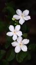 Wrightia antidysenterica aka white angel flower Royalty Free Stock Photo