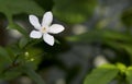 Wrightia antidysenterica or Angiosperms flower In Thailand, imported from Sri Lanka. The name 