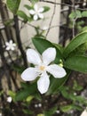 Wrightia antidysenterica or Arctic snow or Pudpitchaya or White angel flower. Royalty Free Stock Photo