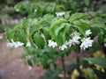 Wrightia religiosa or known as Anting Putri in Indonesia