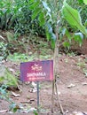 Wrightia tinctoria plantation in Spice Garden in Munnar, Kerala, India