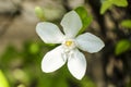 Wrigthia antidysenterica, Angiosperms flower Royalty Free Stock Photo